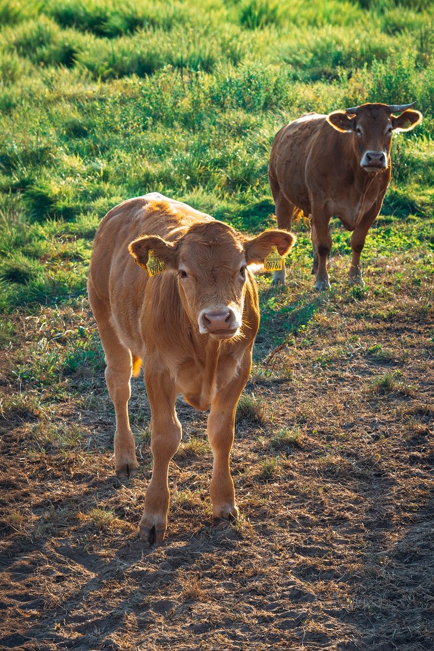 limousine-agroganadera